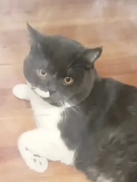 暴泡