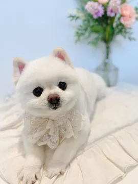 melo