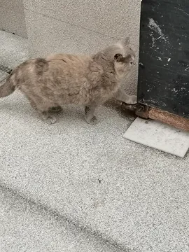 灰灰