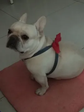 西西