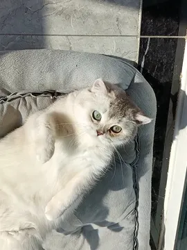糖糖