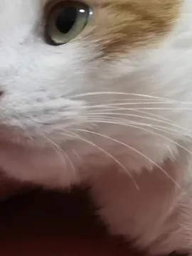 小团