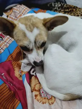 小花
