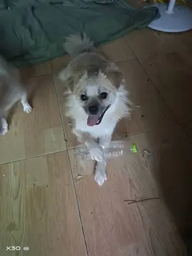 青青