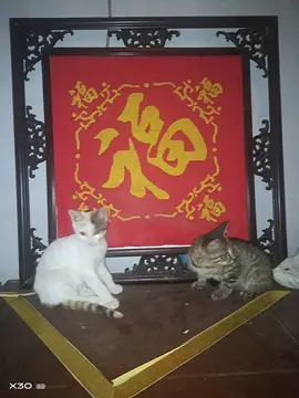 猫