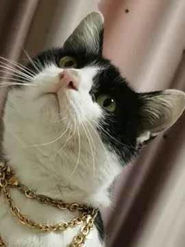 小三三
