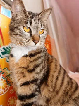 大狸