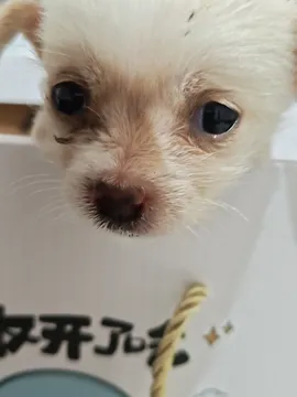 王小米