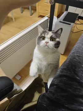 花花