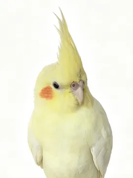 皮皮