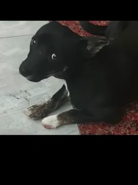 鱼雷