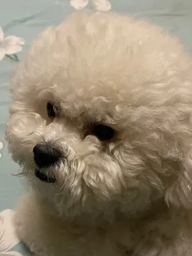 油炸鸡米花