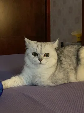 豆包