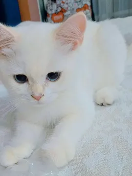 小泷包