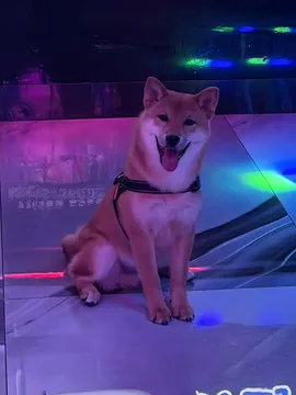 大茂