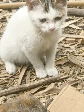 小咪