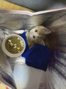 叫叫