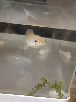 鱼鱼