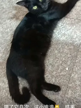 大咪咪