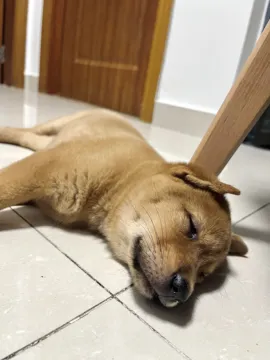 元宝