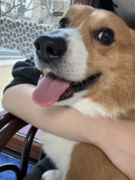 邱鲁克