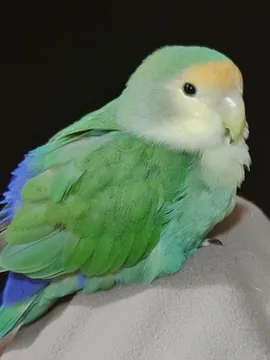 朱咪咪