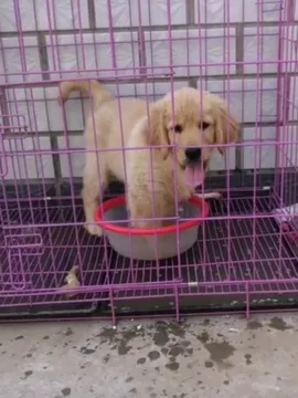 闹闹