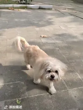 赵小美（美美）