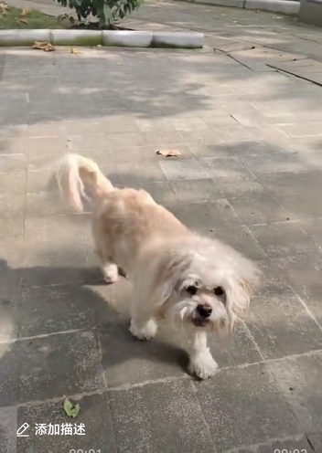 赵小美（美美）